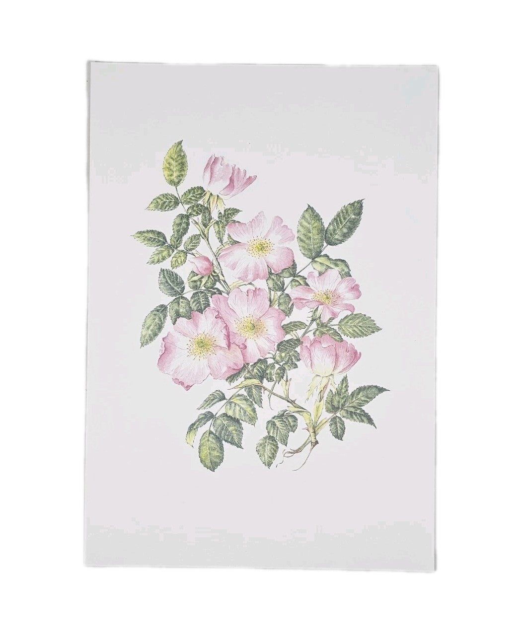 A Botanical Print of Rosa Canina Dog Rose Flowers Wall Art