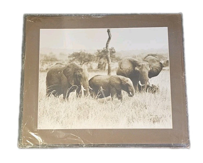 A Large Photograph of a Family of Elephants in the Wild
