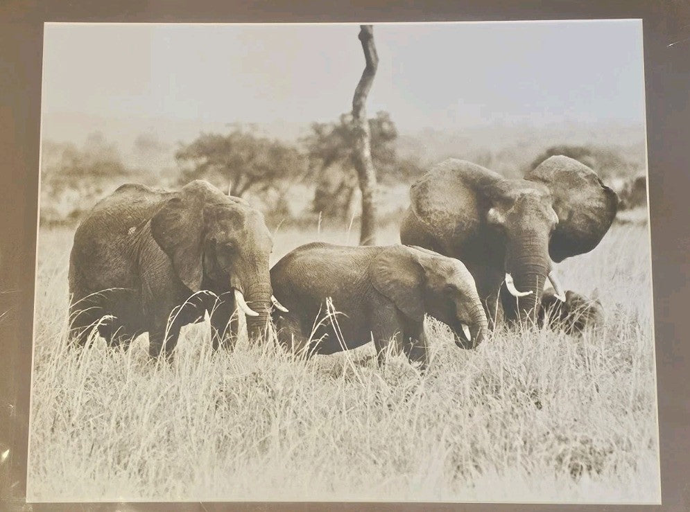 A Large Photograph of a Family of Elephants in the Wild