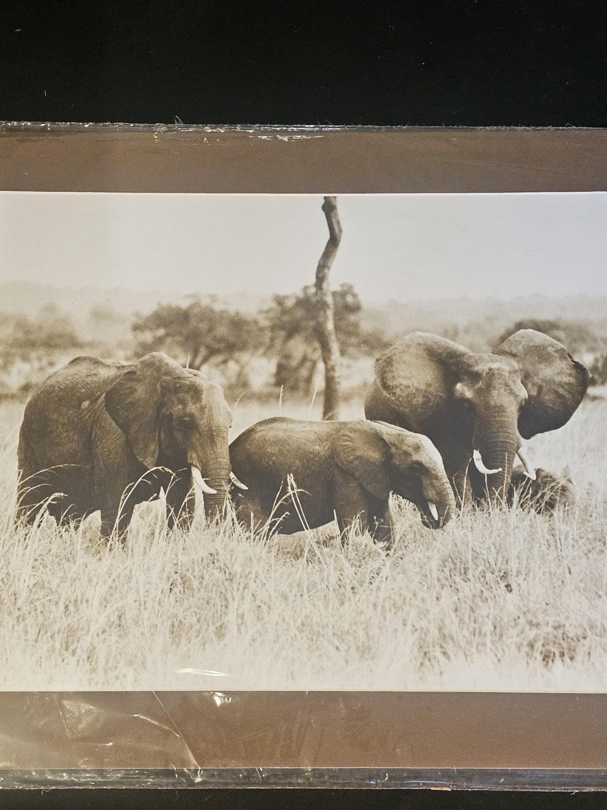 A Large Photograph of a Family of Elephants in the Wild