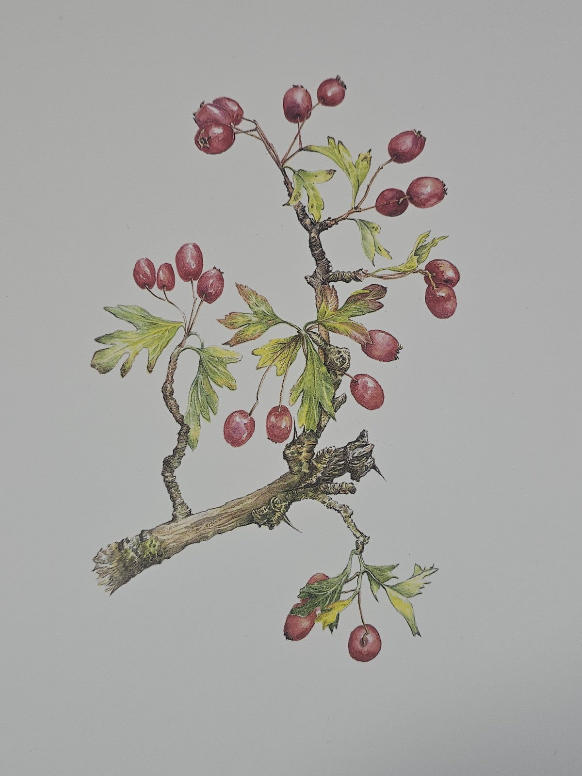 A Botanical Print of Hawthorn Crataegus Monogyna Flowers Wall Art