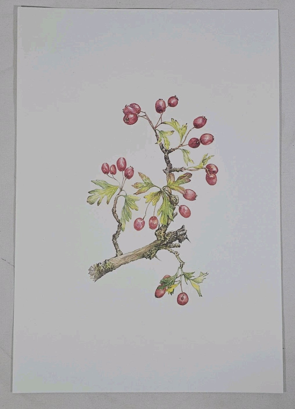 A Botanical Print of Hawthorn Crataegus Monogyna Flowers Wall Art