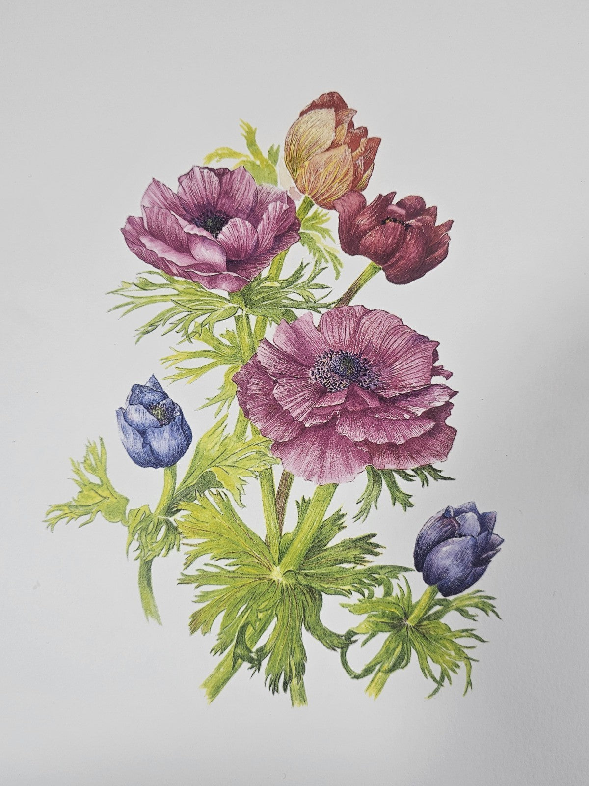 A Botanical Print of Anemone Coronaria Flowers Wall Art
