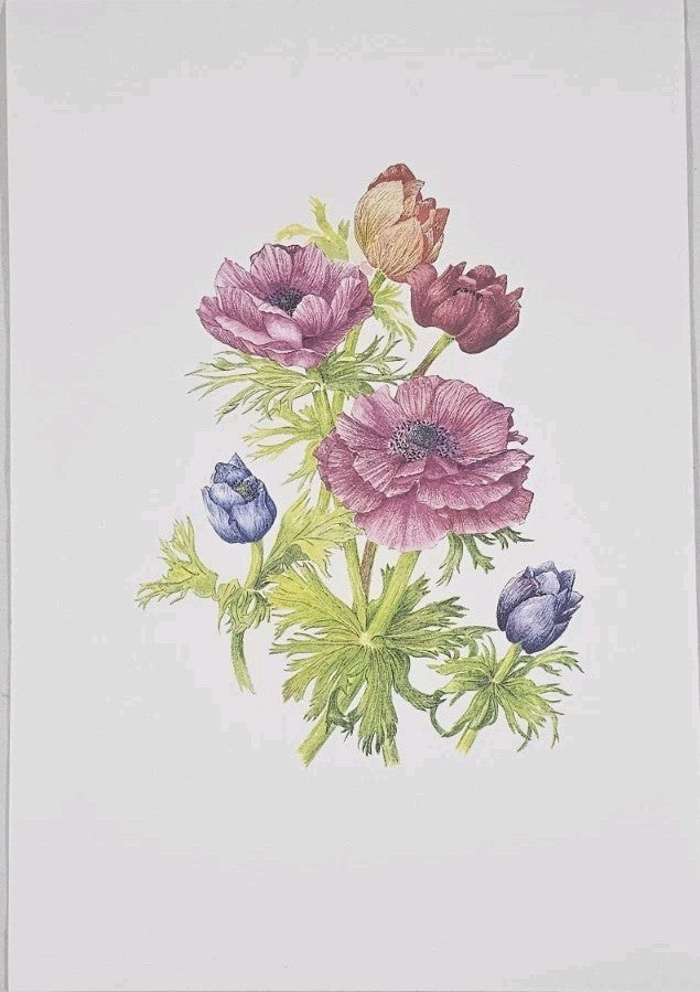 A Botanical Print of Anemone Coronaria Flowers Wall Art
