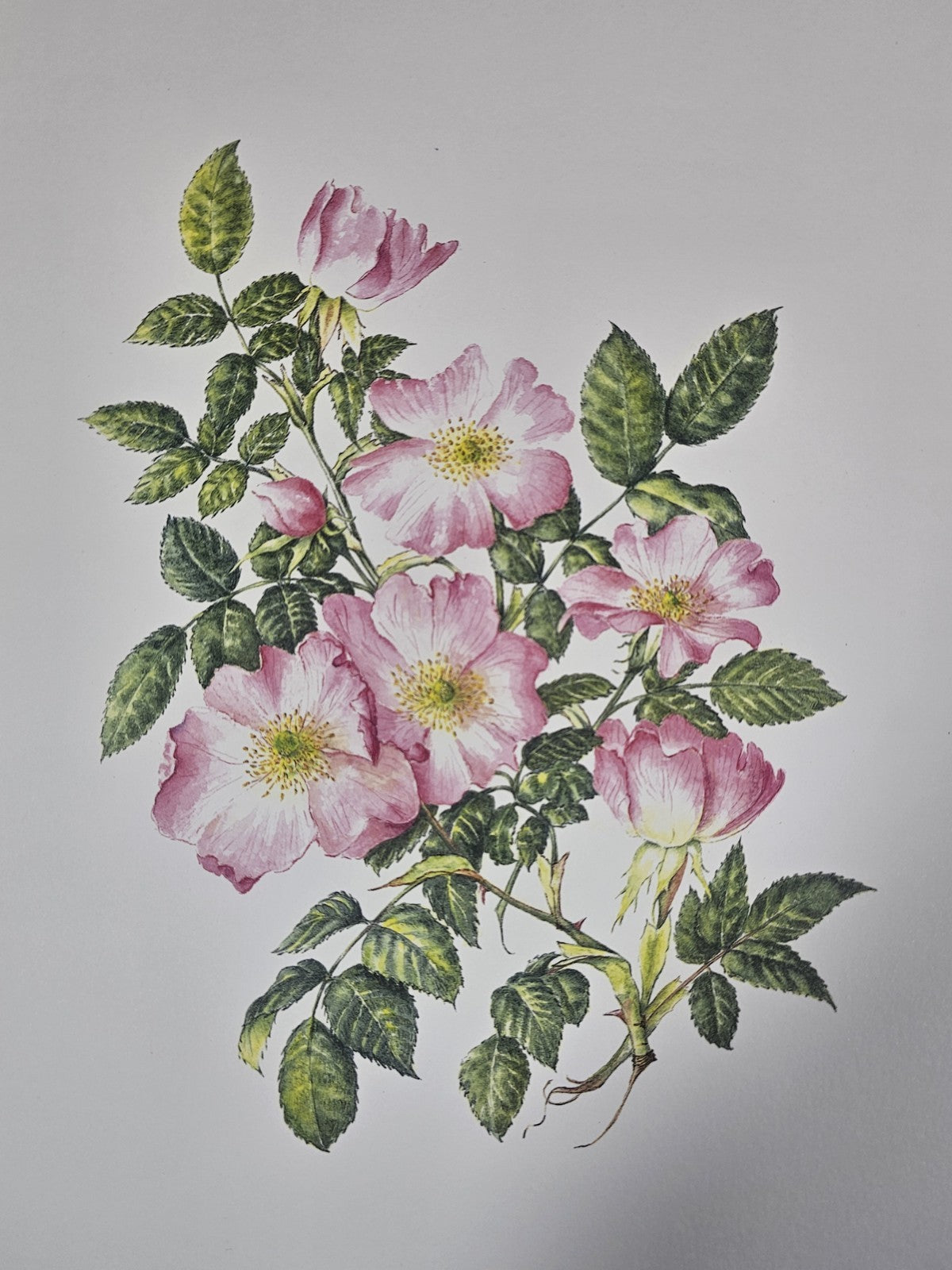 A Botanical Print of Rosa Canina Dog Rose Flowers Wall Art