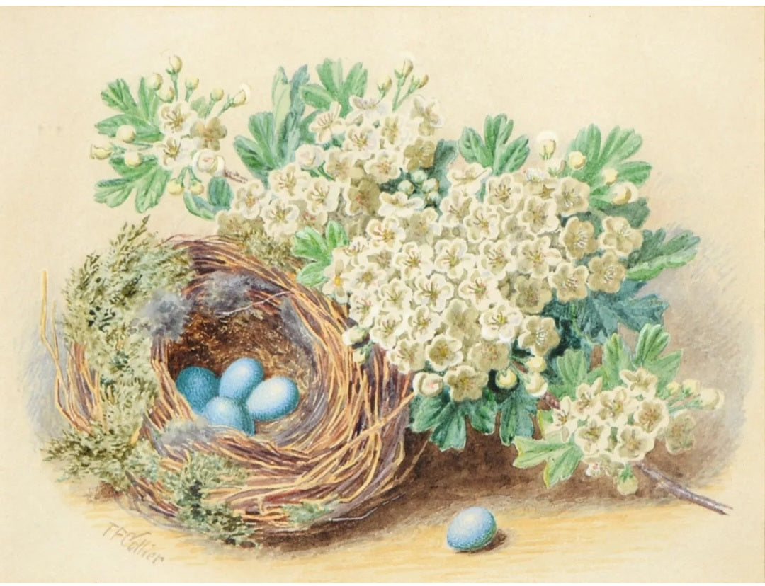 Thomas Frederick Collier - Still Life with a Bird's Nest, signed, Watercolour